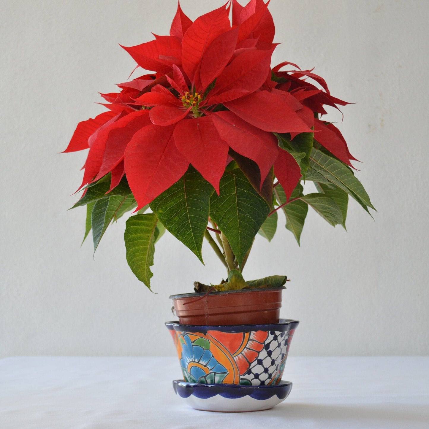 Happy  flowerpot with plate included