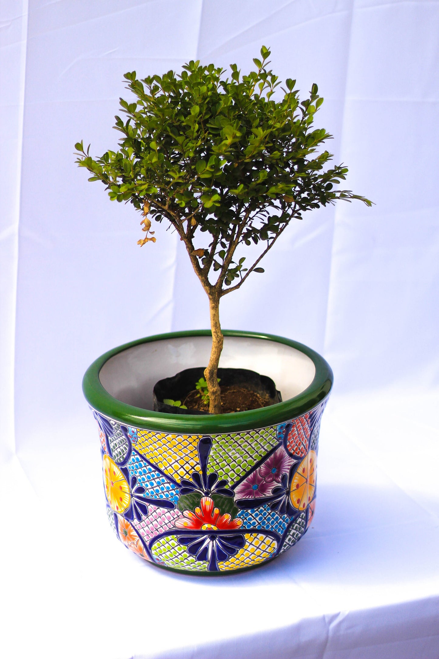 A mushroom Talavera pot